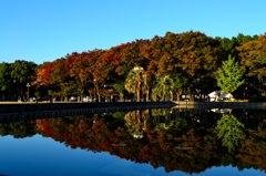 白川公園 秋