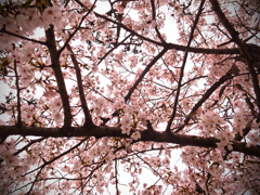 桜に包まれる時間