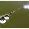 蜘蛛の糸
