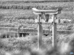 田圃の水神宮