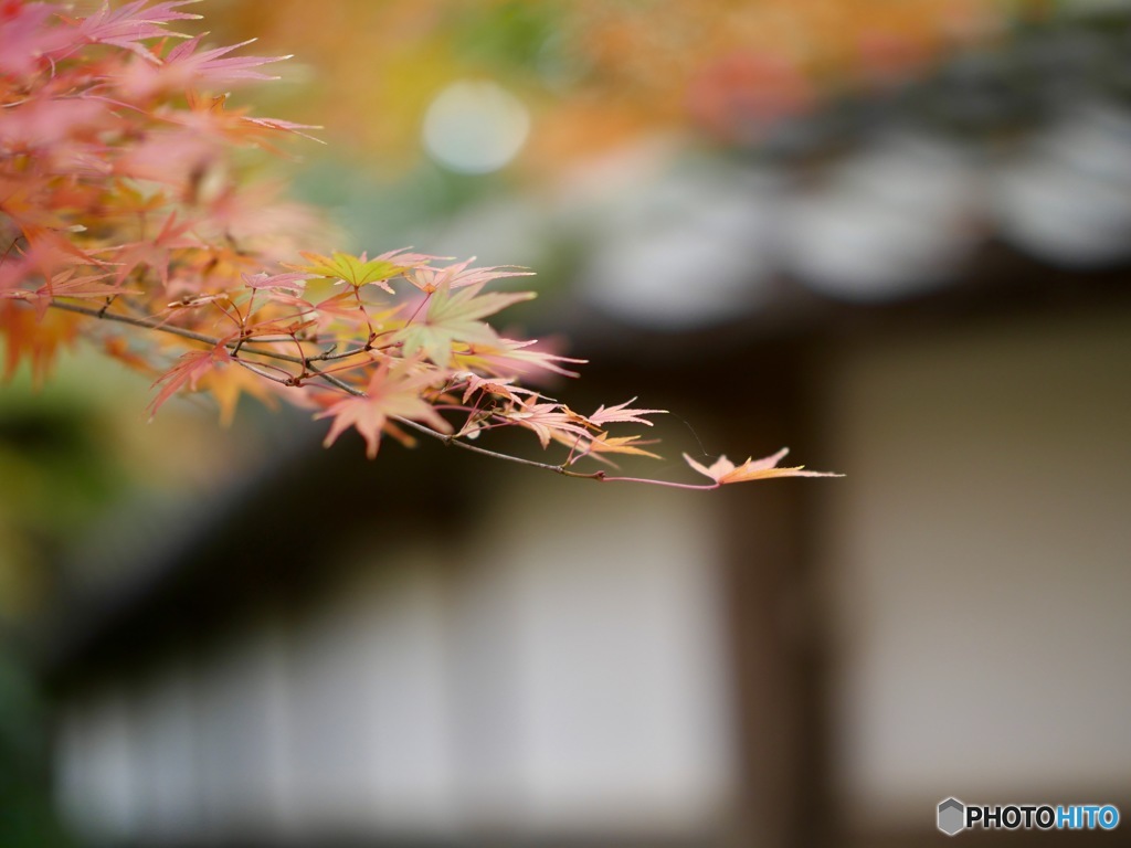 秋の風に揺れる