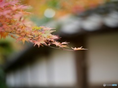 秋の風に揺れる