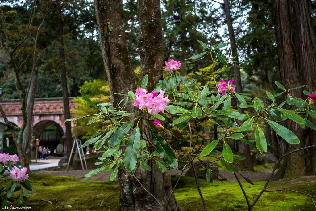 桜散る