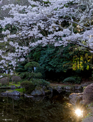 神池の光芒