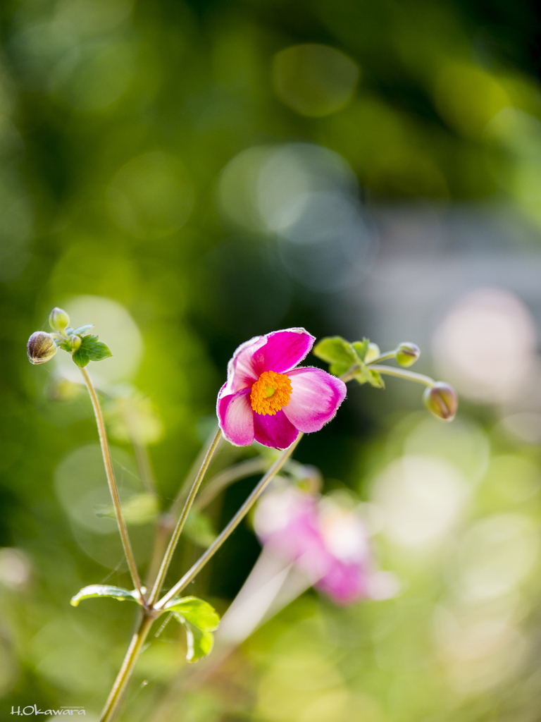 可憐な花-1