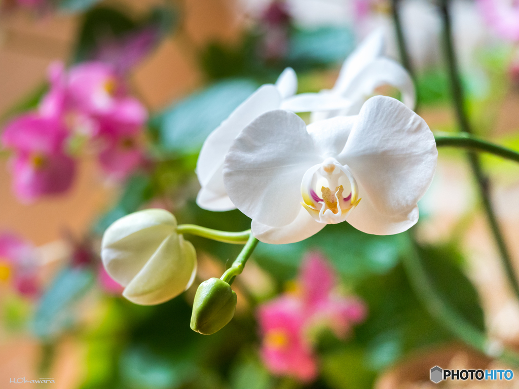 胡蝶蘭再開花 Leica test-3