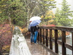 雨の紅葉散策