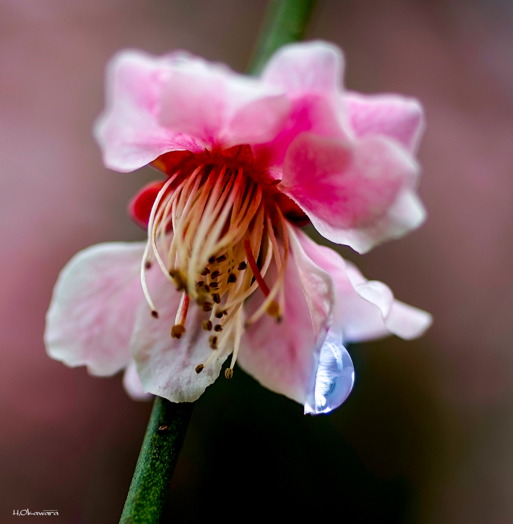 梅の雫
