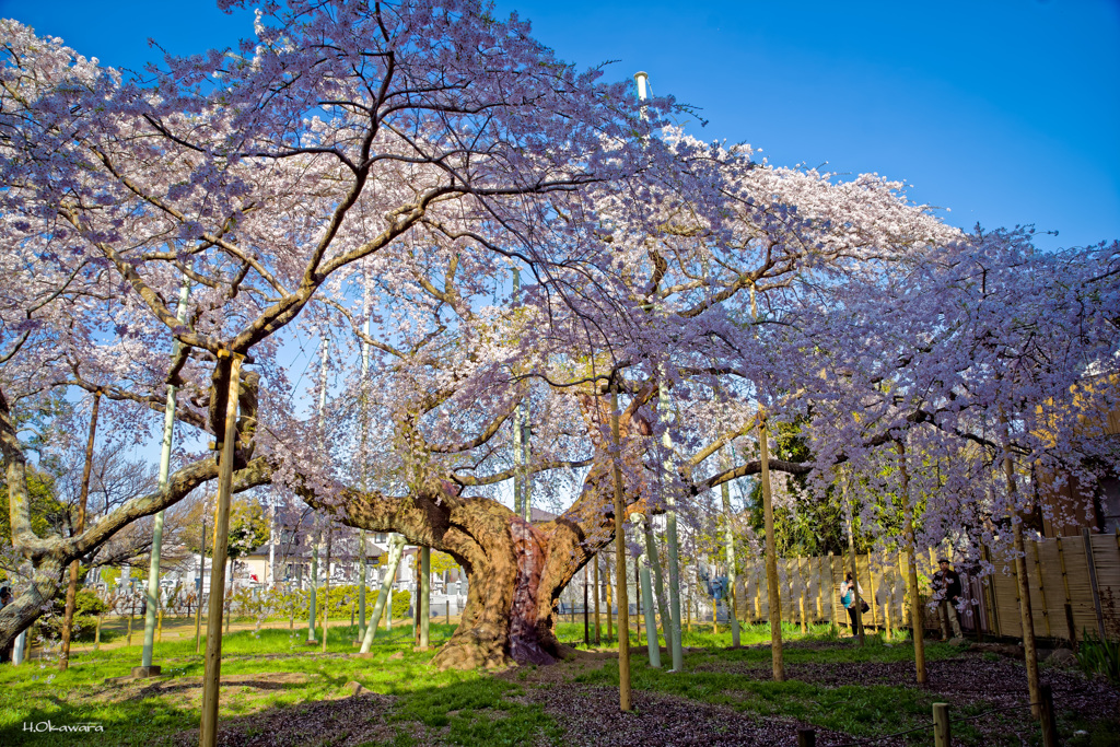 般若院の枝垂れ桜