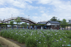 あやめ祭-3