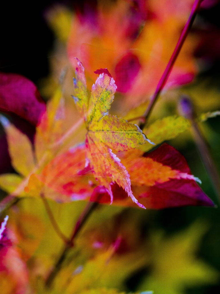 Home Garden Art-2