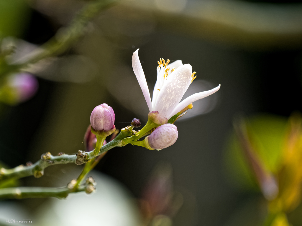 レモンの花