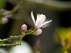 レモンの花