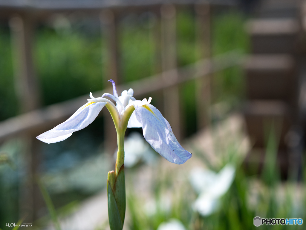 菖蒲