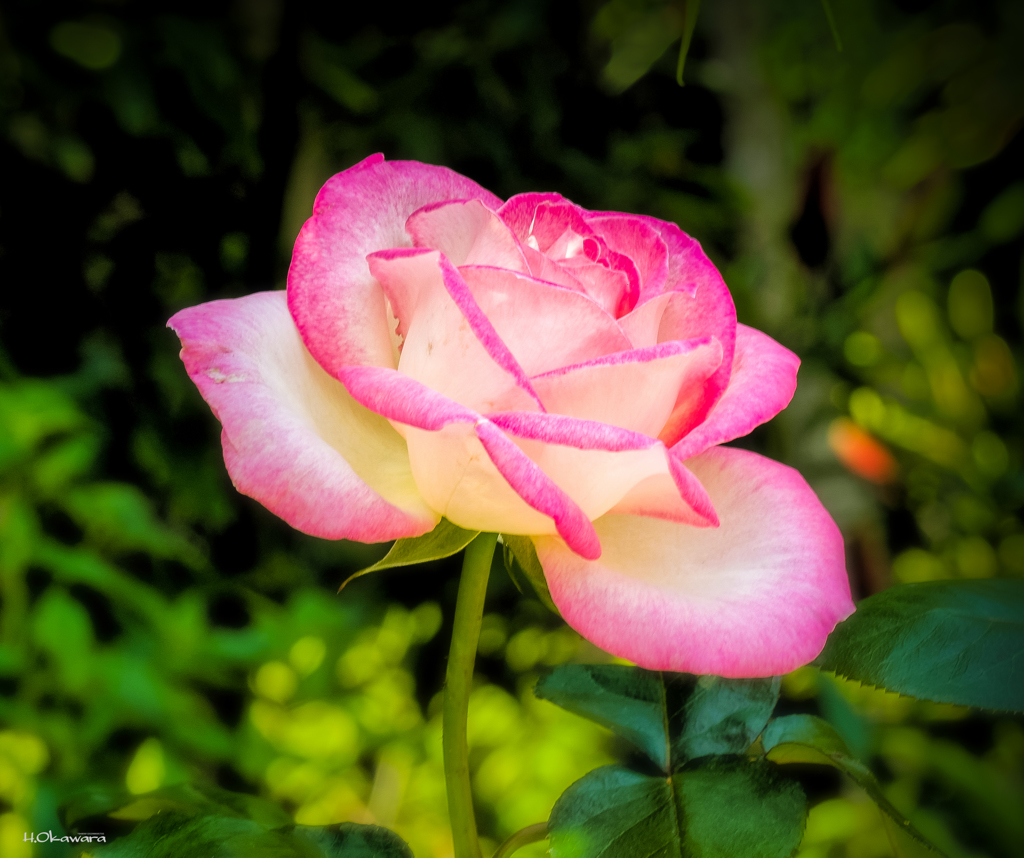 Home garden-5