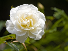 薔薇開花