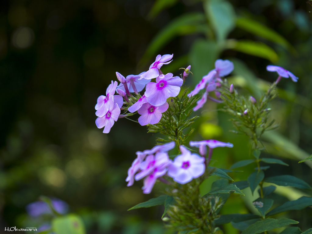 可憐な花-3