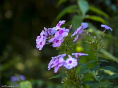 可憐な花-3