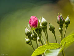薔薇準備中