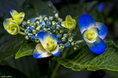 珍種・紫陽花