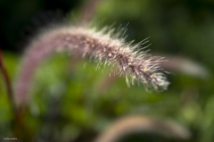 _DSC1357