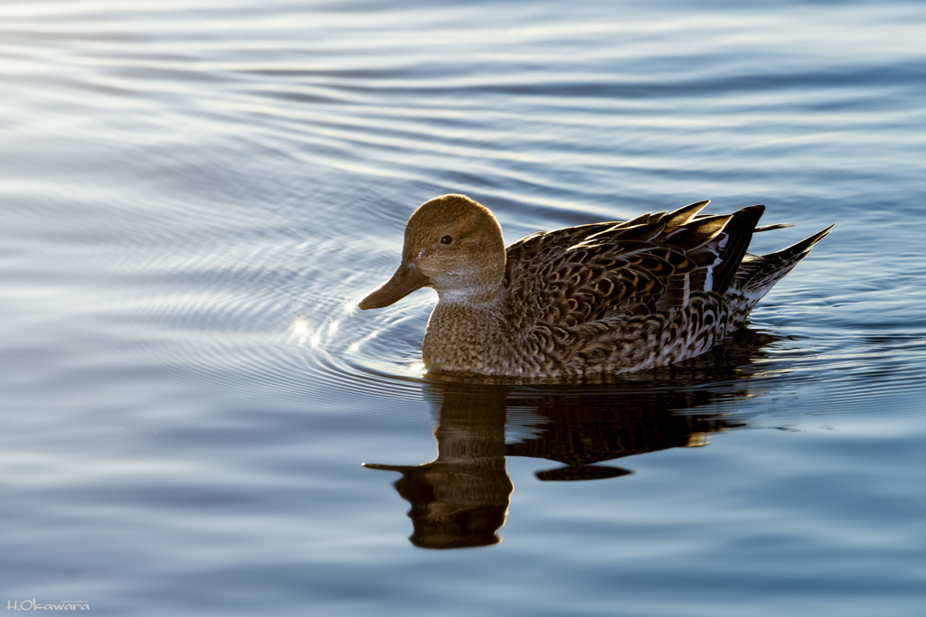 北浦の水鳥