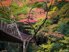 吊橋