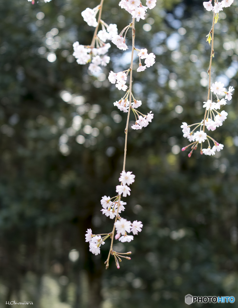 枝垂れ桜
