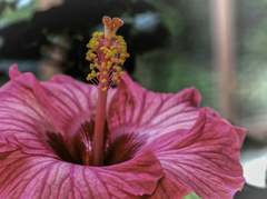 常夏の花
