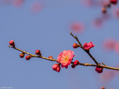 梅開花-2