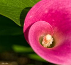 Home garden-2