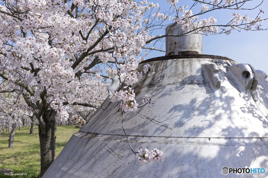 ベルと桜