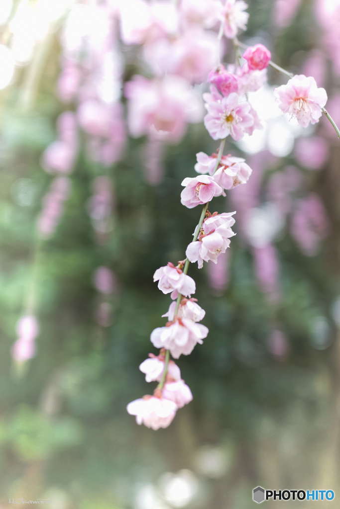枝垂れ梅 開花