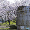 桜公園