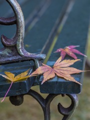 Home Garden
