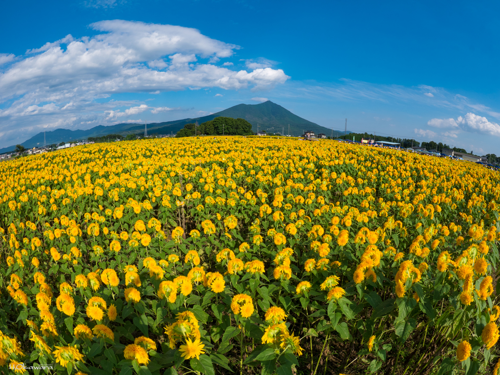 筑波山と向日葵畑