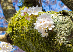 古木に花