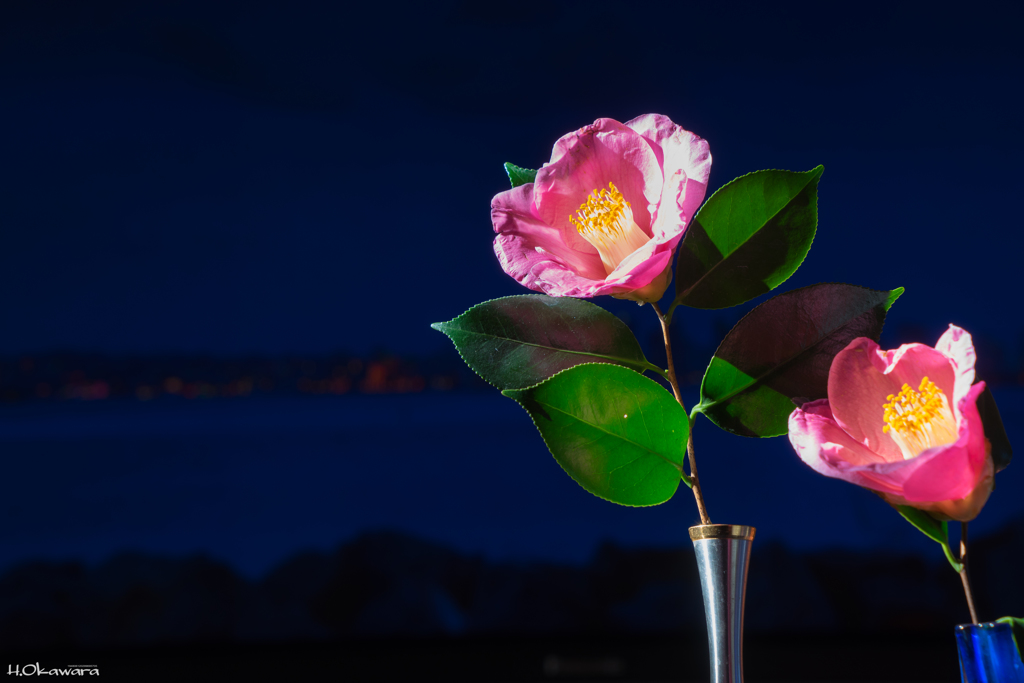 季節の花