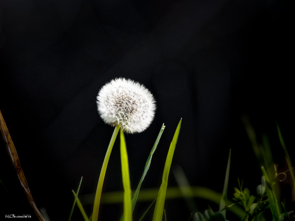 鮮やかな花の如く