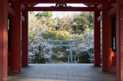 桜門から参道を