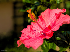 Home garden-6