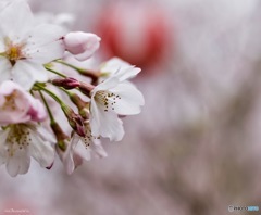 ようやく開花
