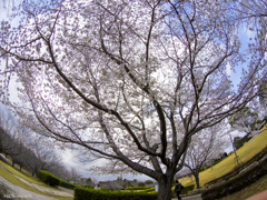 FISHEYE Debut-3
