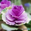 花キャベツ