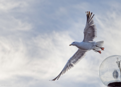 北浦の鳥たち-2