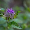可憐な花-4