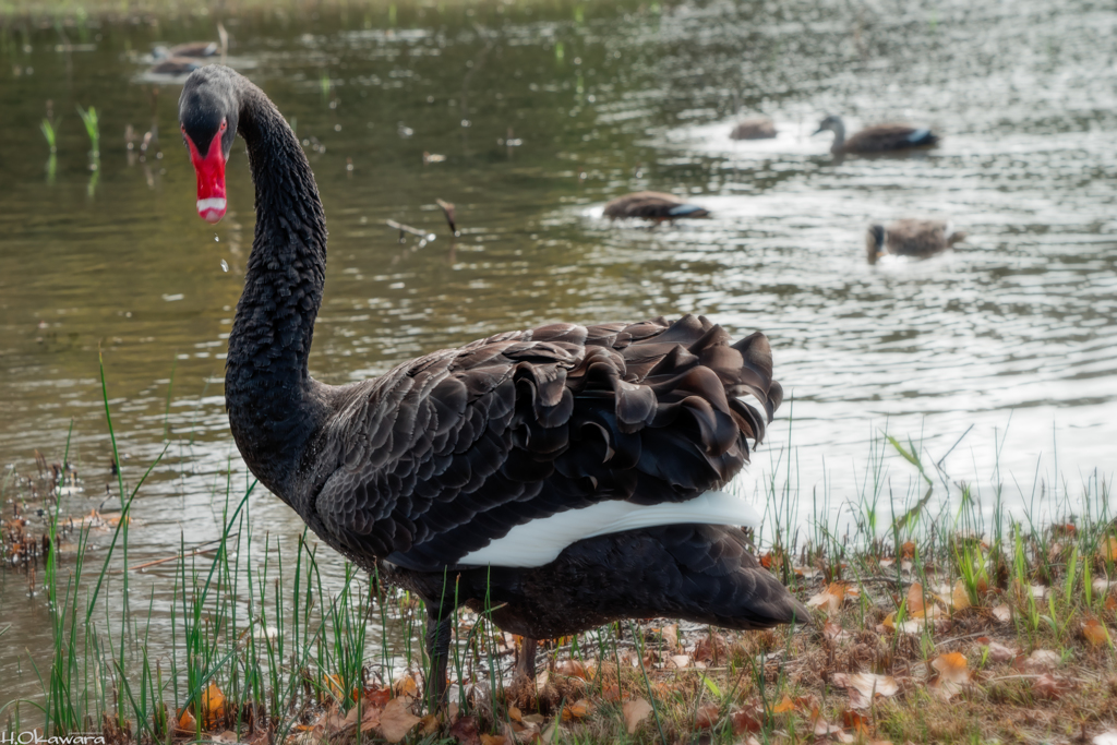 千波湖の黒鳥-1