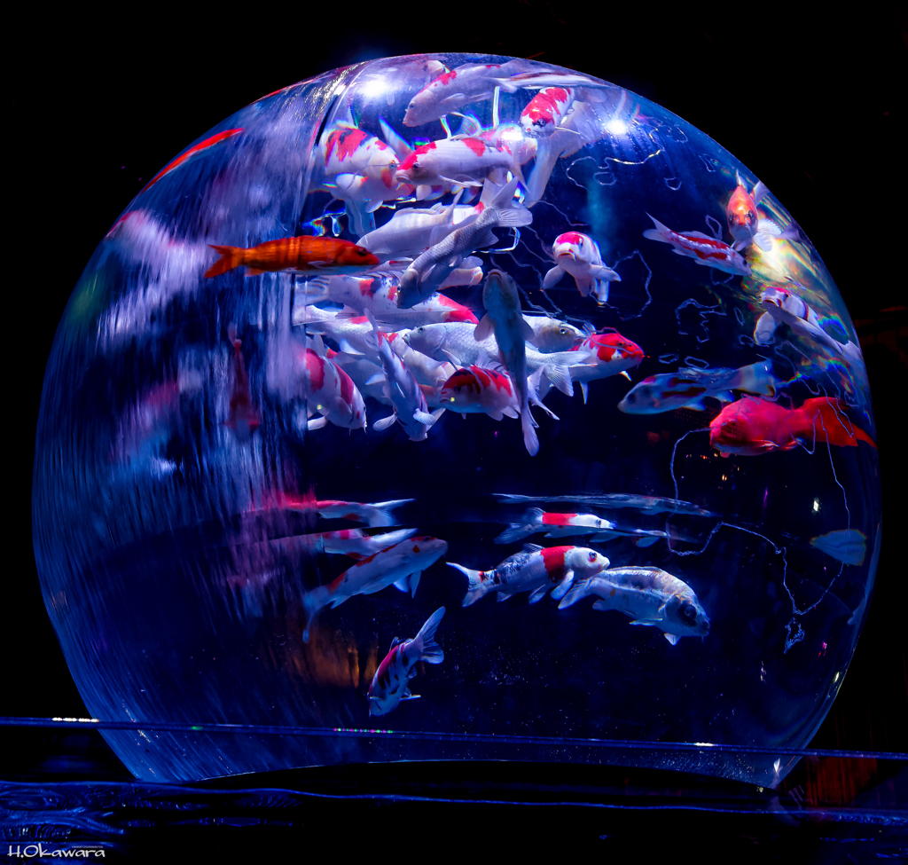 Art Aquarium Tokyo 2014-2