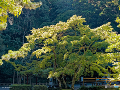 紅葉に朝日