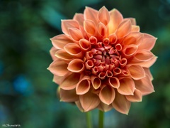 ダリア開花